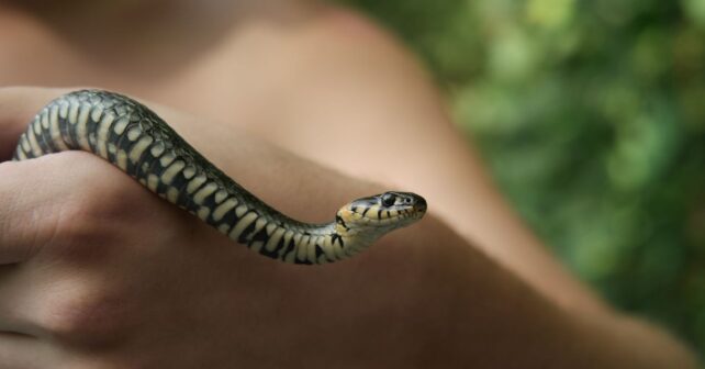Día Mundial de la Serpiente 2026: la verdad sobre el reptil más incomprendido