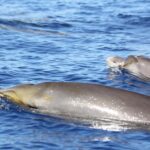 L'ANSE demande de suspendre les manœuvres de sonar à Murcie pour éviter de nouveaux échouages de cétacés