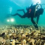 L'Australie a déversé l'équivalent de 150 000 brouettes de coquillages dans les fonds marins depuis 2014 et a réussi à faire réapparaître 250 espèces de poissons là où il n'y en avait presque rien auparavant.