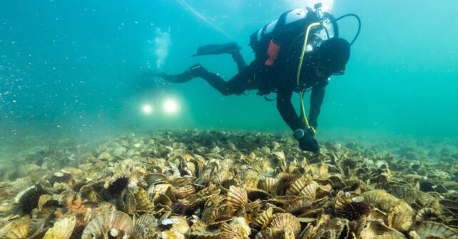 Australia ha volcado el equivalente a 150.000 carretillas de conchas al fondo del mar desde 2014 y ha logrado que vuelvan a aparecer 250 especies de peces donde antes no había casi nada
