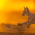 L'Office récupère les lynx libérés par l'incendie de Despeñaperros