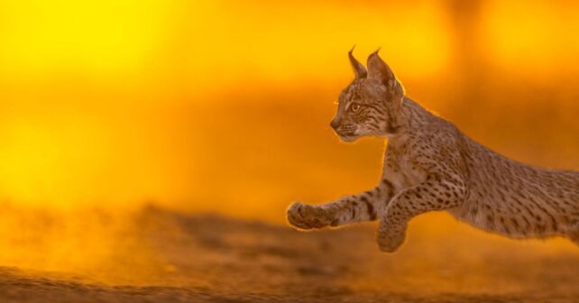 Linces liberados por el incendio de Despeñaperros