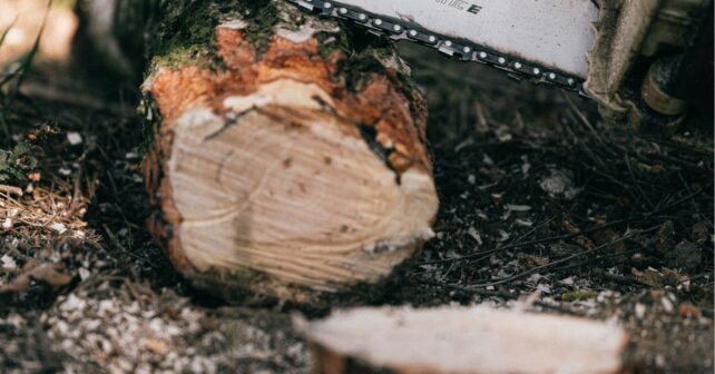 La Unión Europea activa la ley contra la deforestación con nuevas obligaciones para las empresas