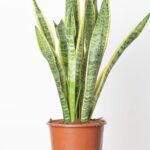 L'astuce virale consistant à ajouter du sucre à la langue de la belle-mère pourrait tuer votre plante : les experts préviennent que cela améliore le substrat mais constitue un paradis pour les champignons