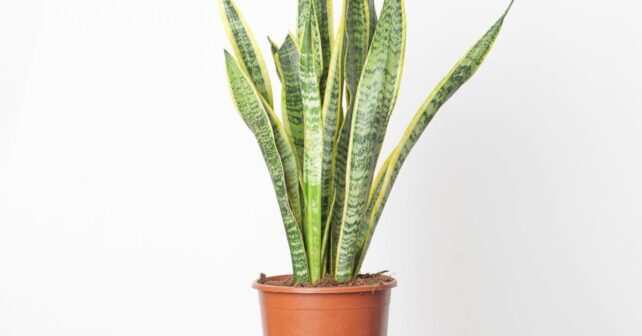 El truco viral de echar azúcar a la lengua de suegra podría estar matando tu planta: expertos avisan de que mejora el sustrato pero es un paraíso para los hongos