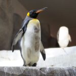 L'iceberg qui a laissé les manchots empereurs sans nourriture provoque un effondrement historique de leurs poussins en Antarctique