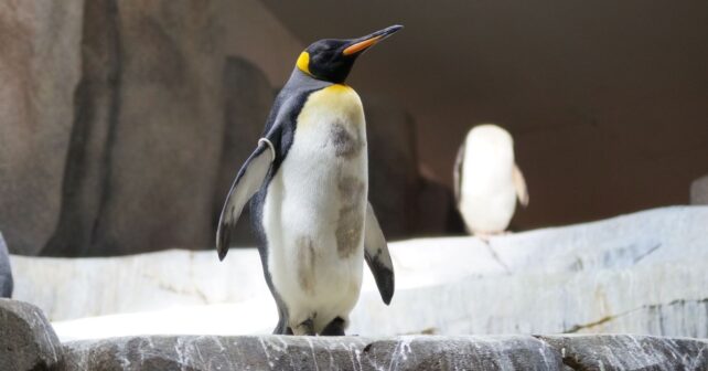 El iceberg que dejó sin alimento a los pingüinos emperador provoca un desplome histórico de sus crías en la Antártida