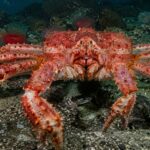 L’URSS a relâché des milliers de crabes géants dans la mer de Barents dans les années 1960 pour transformer l’industrie de la pêche ; Des décennies plus tard, une « armée rouge » s'est formée, qui avance sans contrôle et modifie les fonds marins.