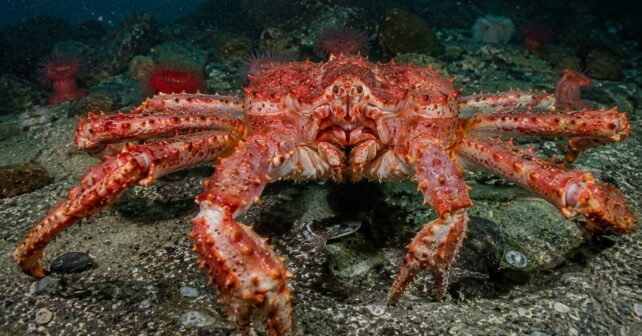 La URSS soltó miles de cangrejos gigantes en el mar de Barents en los años 60 para transformar la industria pesquera; décadas después se ha formado un ‘ejército rojo’ que avanza sin control y está alterando el fondo marino