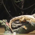La Côte d'Ivoire a un crocodile qui grimpe aux arbres et presque personne ne le regarde : les scientifiques demandent à le protéger maintenant