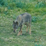 La Cour suprême annule une nouvelle fois l'autorisation de tuer des loups en Cantabrie pour violation de la loi