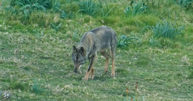 El Supremo vuelve a anular la autorización para matar lobos en Cantabria por incumplir la ley