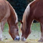 La Journée mondiale du cheval 2026 revendique le rôle d'un animal clé pour l'humanité