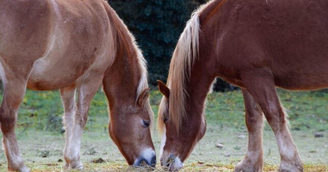 Día Mundial del Caballo 2026 reivindica el papel de un animal clave para la humanidad