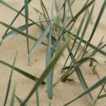 La Manga del Mar Menor récupère ses dunes avec une grande restauration environnementale et près de 11 000 plantes indigènes