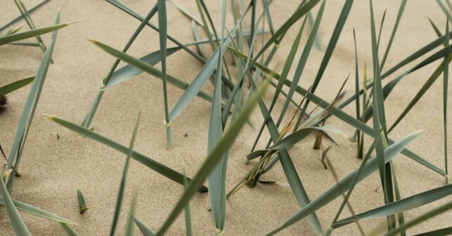 La Manga del Mar Menor recupera sus dunas con una gran restauración ambiental y casi 11.000 plantas autóctonas