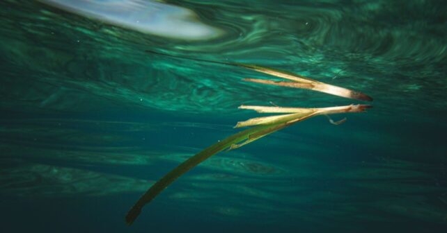 El calor acumulado amenaza a la Posidonia del Mediterráneo aunque no alcance temperaturas extremas