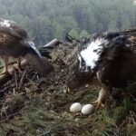 La chasse à la perdrix rouge menace l'aigle de Bonelli, selon une étude de l'UMU