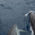 La mer d'Alboran confirme son importance dans la protection des cétacés plongeurs profonds avec plus de 560 observations