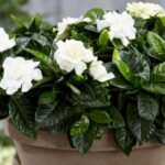 La plante facile d'entretien aux fleurs blanches et à l'arôme intense qui parfume toute votre maison et pousse presque sans l'arroser en pot