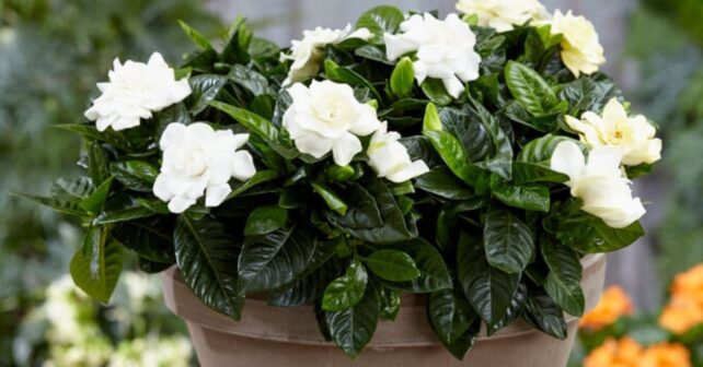 La planta con flores blancas y aroma intenso fácil de cuidar que perfuma toda tu casa y crece casi sin regarla en una maceta