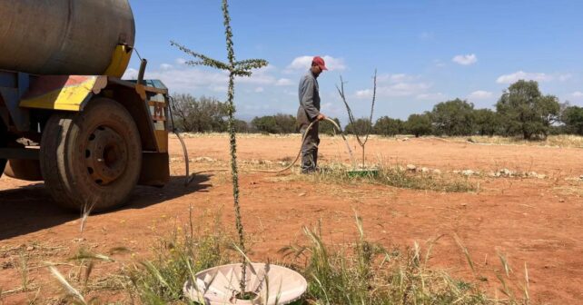 Marruecos planta árboles en el desierto con un dispositivo que captura el rocío nocturno y la humedad del aire para regarlos sin necesidad de lluvia: el 95% de los árboles sobrevive y ya han recuperado 1.200 hectáreas
