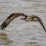 Le balbuzard pêcheur consolide son rétablissement en Andalousie avec 28 nouveaux poussins