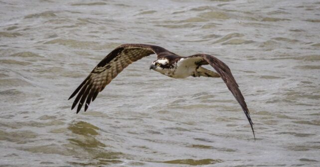 El águila pescadora consolida su recuperación en Andalucía con 28 nuevos pollos