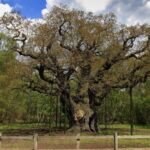 Le chêne vieux de 1 200 ans lié à la légende de Robin des Bois est considéré comme mort : l'arbre qui servait de cachette n'a plus repoussé
