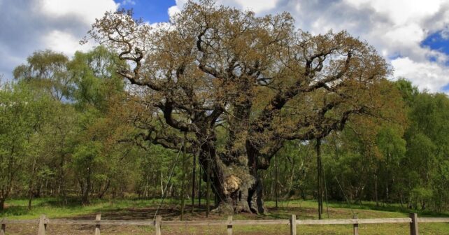 El roble de 1.200 años ligado a la leyenda de Robin Hood se da por muerto: el árbol que servía de escondite ya no ha vuelto a brotar