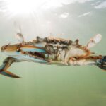 Le crabe bleu de la Mar Menor révèle une contamination totale par des microplastiques selon l'IEO