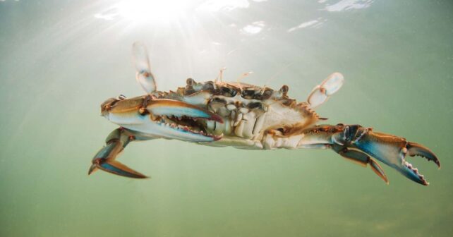 El cangrejo azul del Mar Menor revela una contaminación total por microplásticos