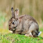 Le lapin ibérique doit appartenir à sa propre espèce pour éviter sa disparition, préviennent les scientifiques