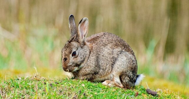 El conejo ibérico debe ser una especie propia para evitar su desaparición, alertan los científicos