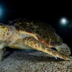 Le premier nid de tortue caretta de Catalogne apparaît sur la Costa Brava et active un vaste dispositif de protection