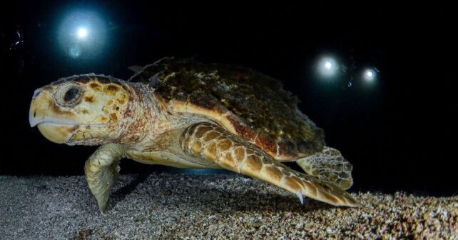 El primer nido de tortuga caretta en Cataluña aparece en la Costa Brava y activa un amplio dispositivo de protección