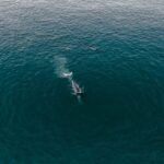 Le projet MYSTICMED protège le rorqual commun de Méditerranée des collisions