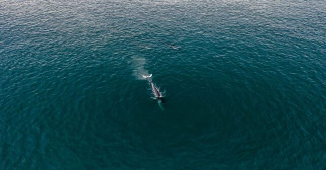 El proyecto MYSTICMED protege al rorcual común del Mediterráneo