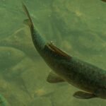 Les Asturies interdisent la pêche sportive du saumon en 2027 et n'autoriseront que la capture du campanu