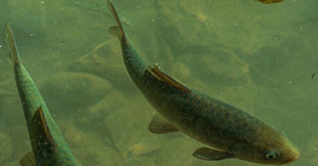 Asturias prohíbe la pesca deportiva del salmón en 2027 y solo permitirá capturar el campanu