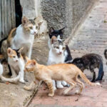 Les chats errants mettent en danger le lézard des îles Canaries et altèrent l'équilibre des écosystèmes