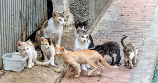 Los gatos callejeros ponen en peligro al lagarto tizón de Canarias
