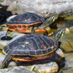 Les espèces envahissantes les plus dangereuses de l'été en Espagne se multiplient avec la chaleur