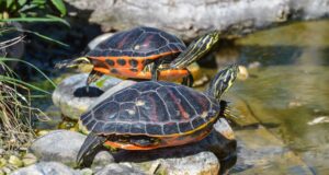 Las especies invasoras más peligrosas del verano en España se multiplican con el calor