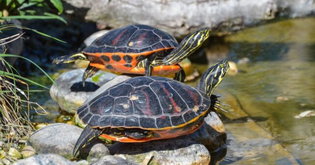 Las especies invasoras más peligrosas del verano en España se multiplican con el calor