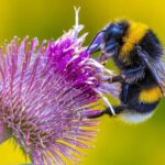Les experts animaliers vous préviennent : ne pensez même pas à écraser des bourdons si vous les trouvez gisant sur le sol de votre terrasse cet été, il vous suffit de respecter la règle des 30 minutes