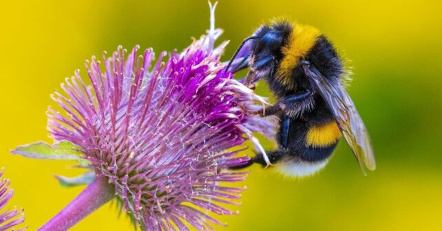 Los expertos en animales avisan: ni se te ocurra aplastar los abejorros si te los encuentras tirados en el suelo de tu terraza este verano, solo debes seguir la regla de los 30 minutos