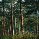 Les forêts revendiquent un rôle de premier plan dans l'Agenda 2030 des Nations Unies lors du forum de New York