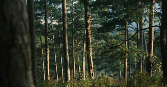 Los bosques reclaman un papel protagonista en la Agenda 2030 de la ONU desde el foro de Nueva York