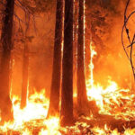 Les incendies de forêt mettent l'Espagne en alerte et des milliers d'hectares sont dévastés